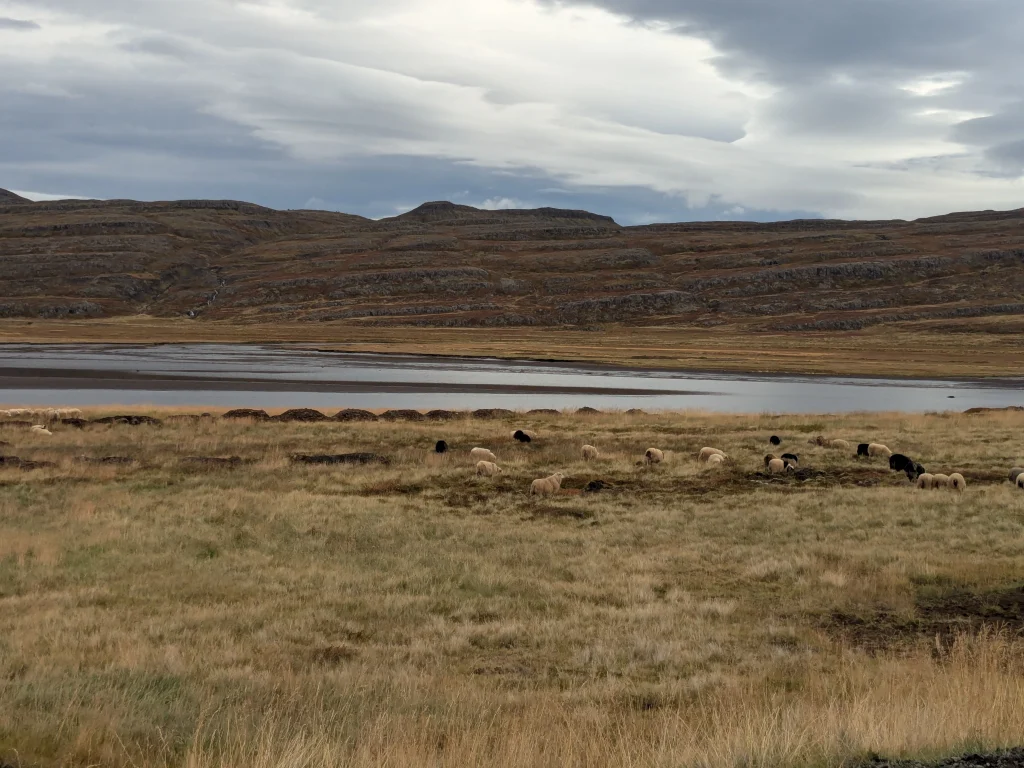 EstelleLyan-vue-sur-la-route-moutons Vue sur des moutons au bord de la route pour Hòlmavík